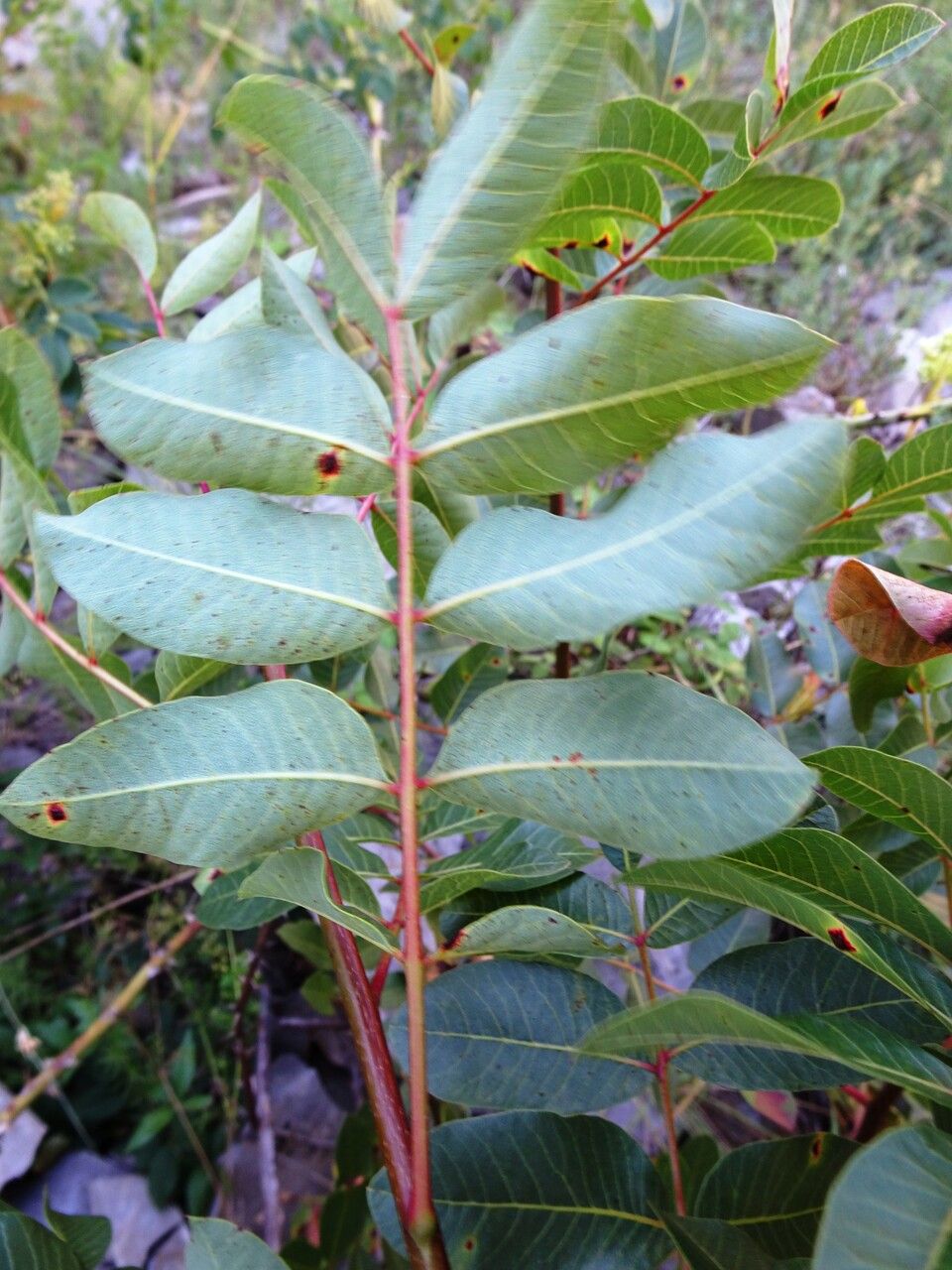 Pistacia terebinthus leaf