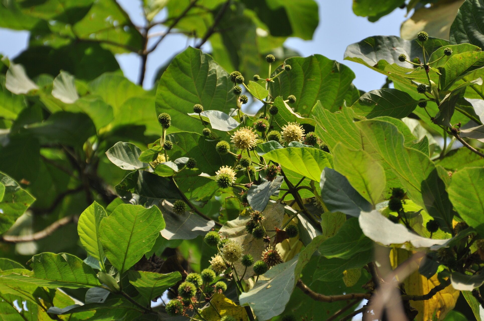 Mitragyna rubrostipulata flower