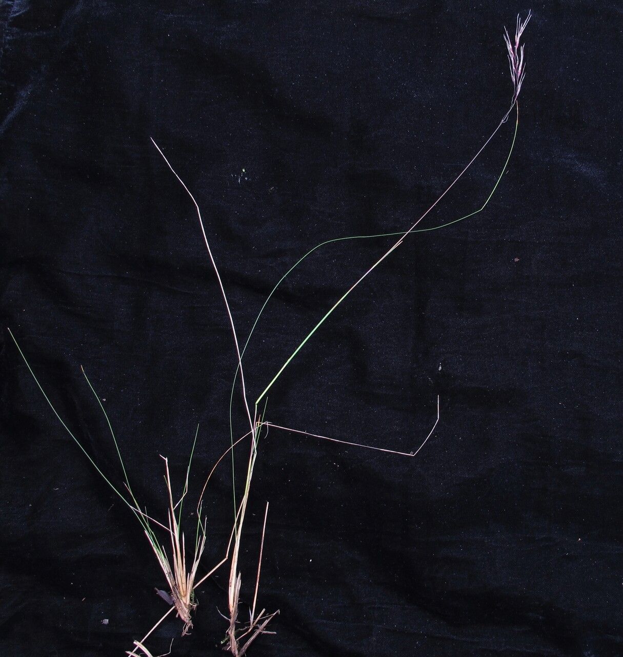 Ptilagrostis dichotoma habit