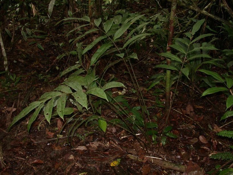 Thelypteris lingulata — search result for 'Thelypteris'