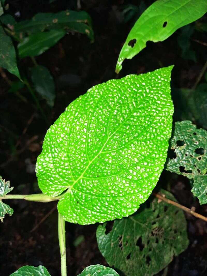 Piper fimbriulatum leaf