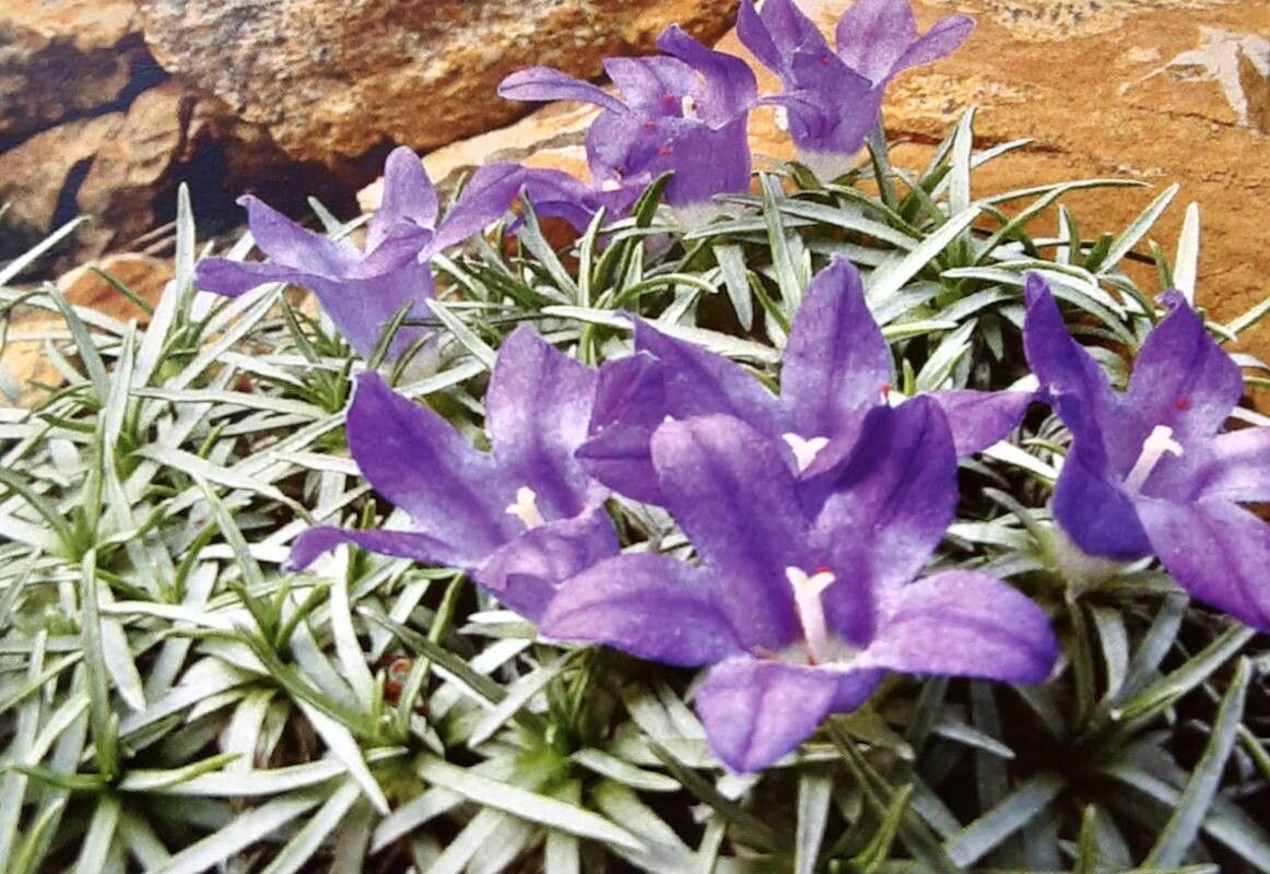 Edraianthus pumilio — search result for 'Edraianthus'