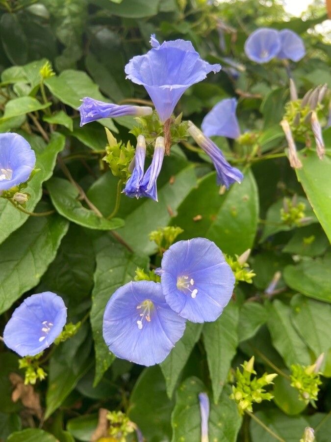 Jacquemontia pentanthos flower