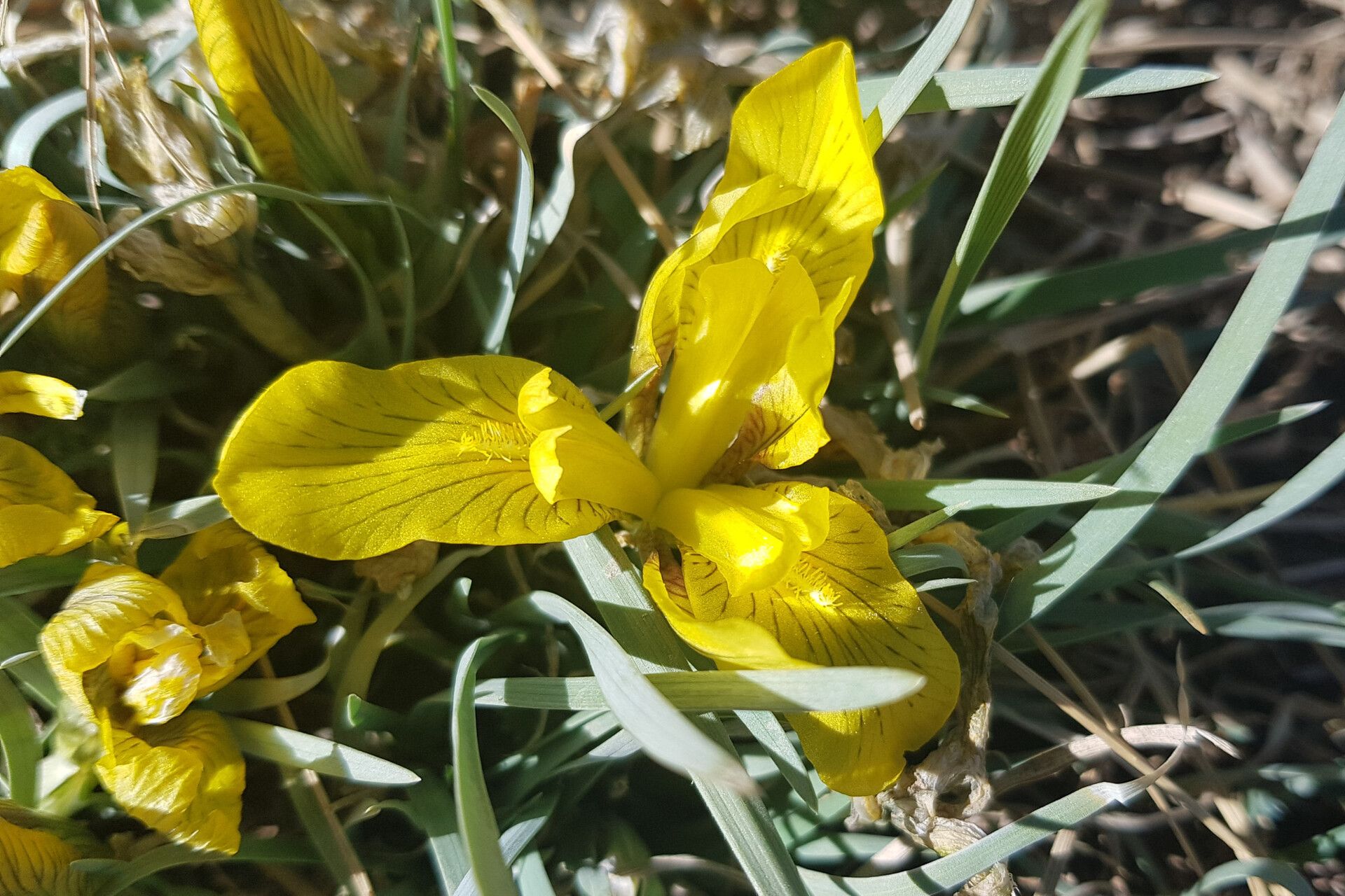 Iris potaninii — houseplant care guide