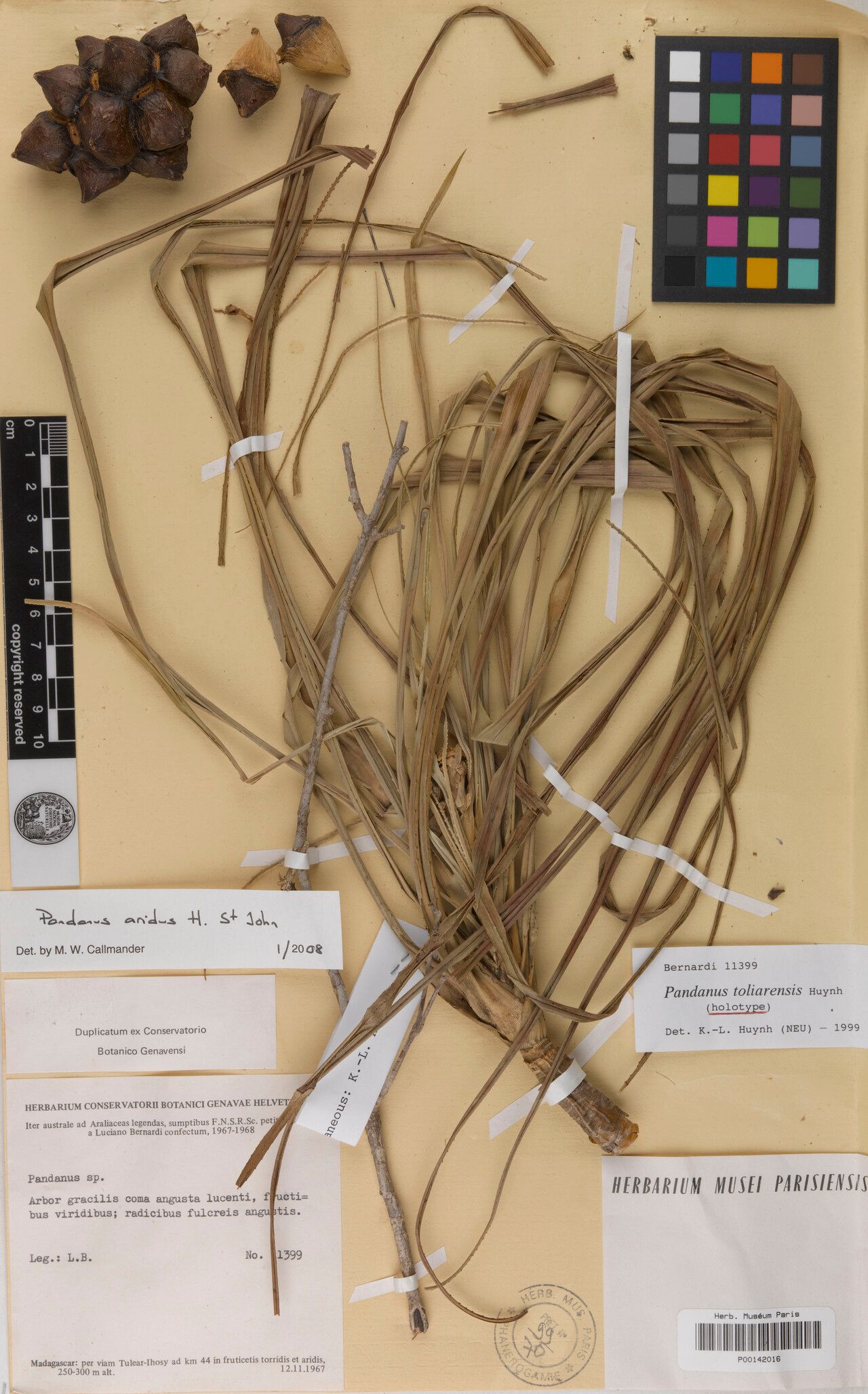 Pandanus toliarensis — houseplant care guide