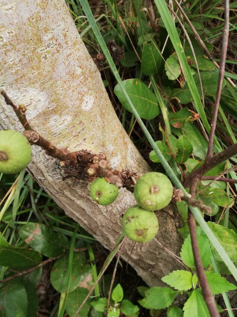 Ficus mucuso fruit