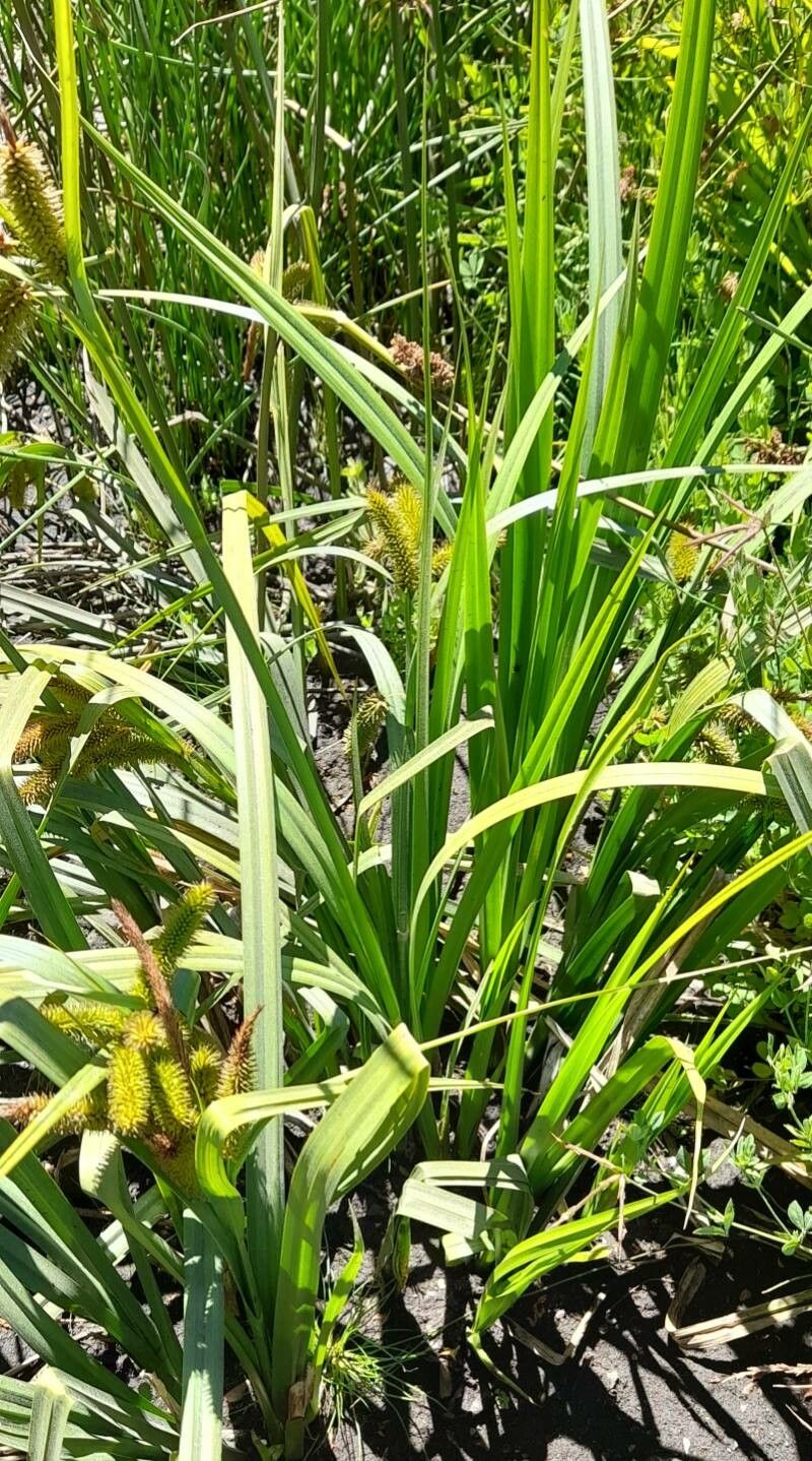 Carex excelsa habit
