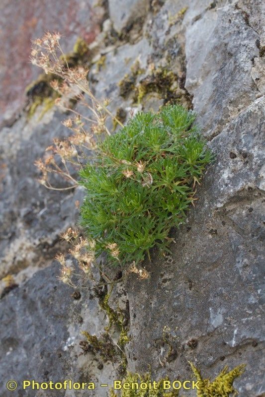 Saxifraga babiana habit