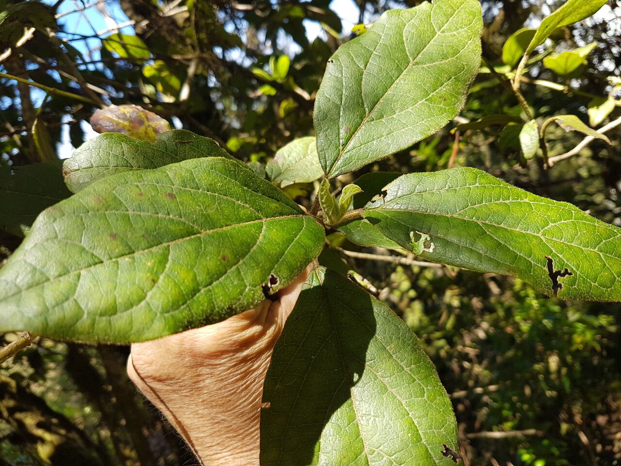 Delostoma integrifolium — houseplant care guide