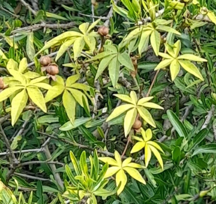Ipomoea cairica fruit