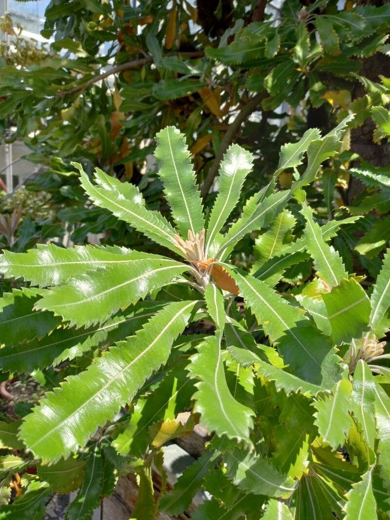 Banksia serrata leaf