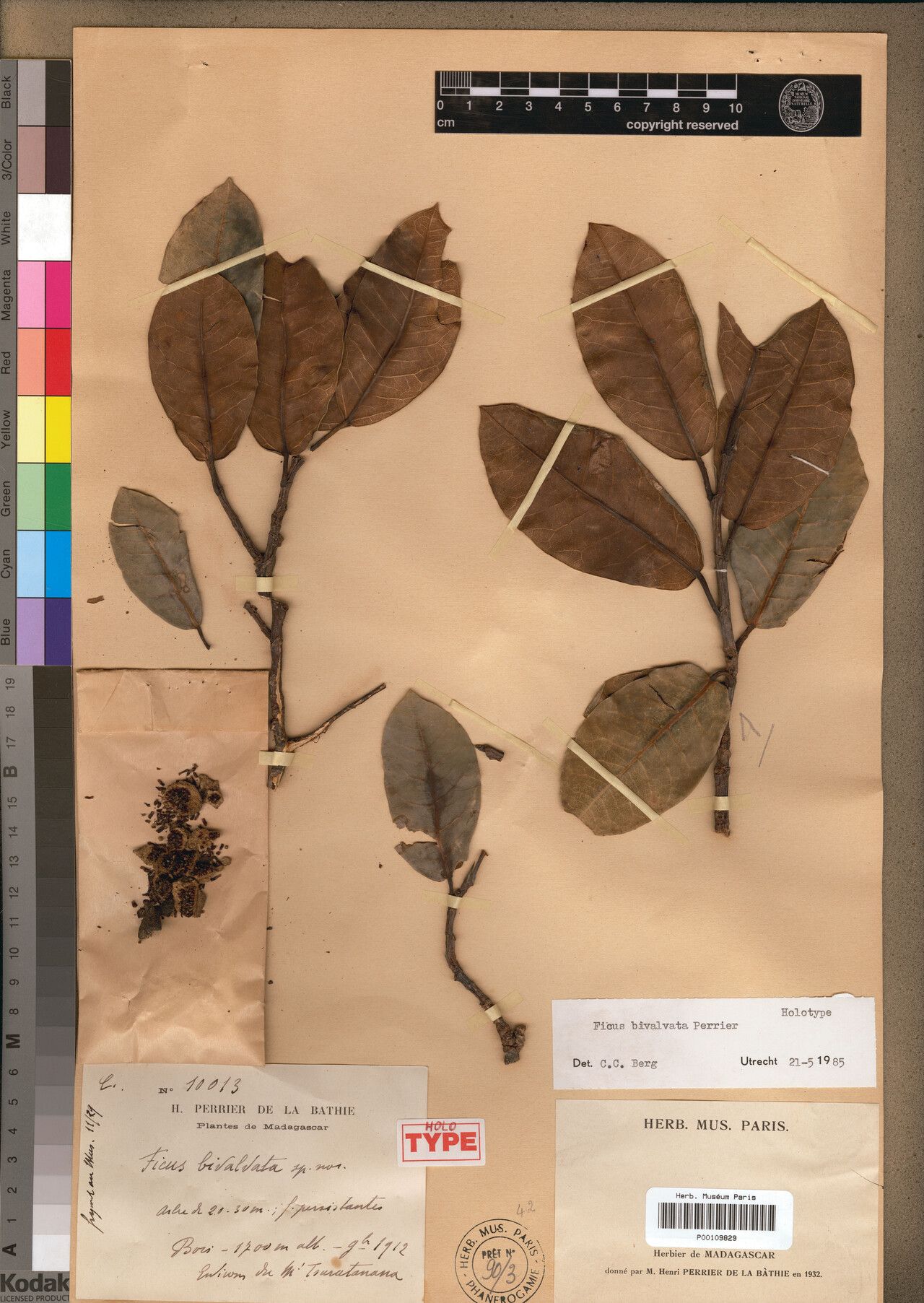 Ficus bivalvata — houseplant care guide