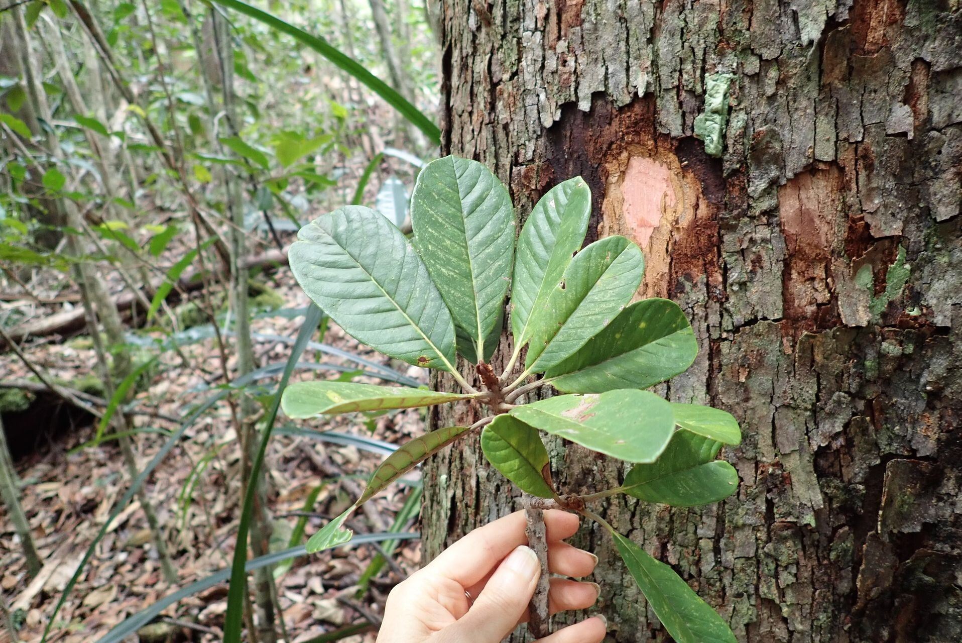 Pichonia dubia leaf