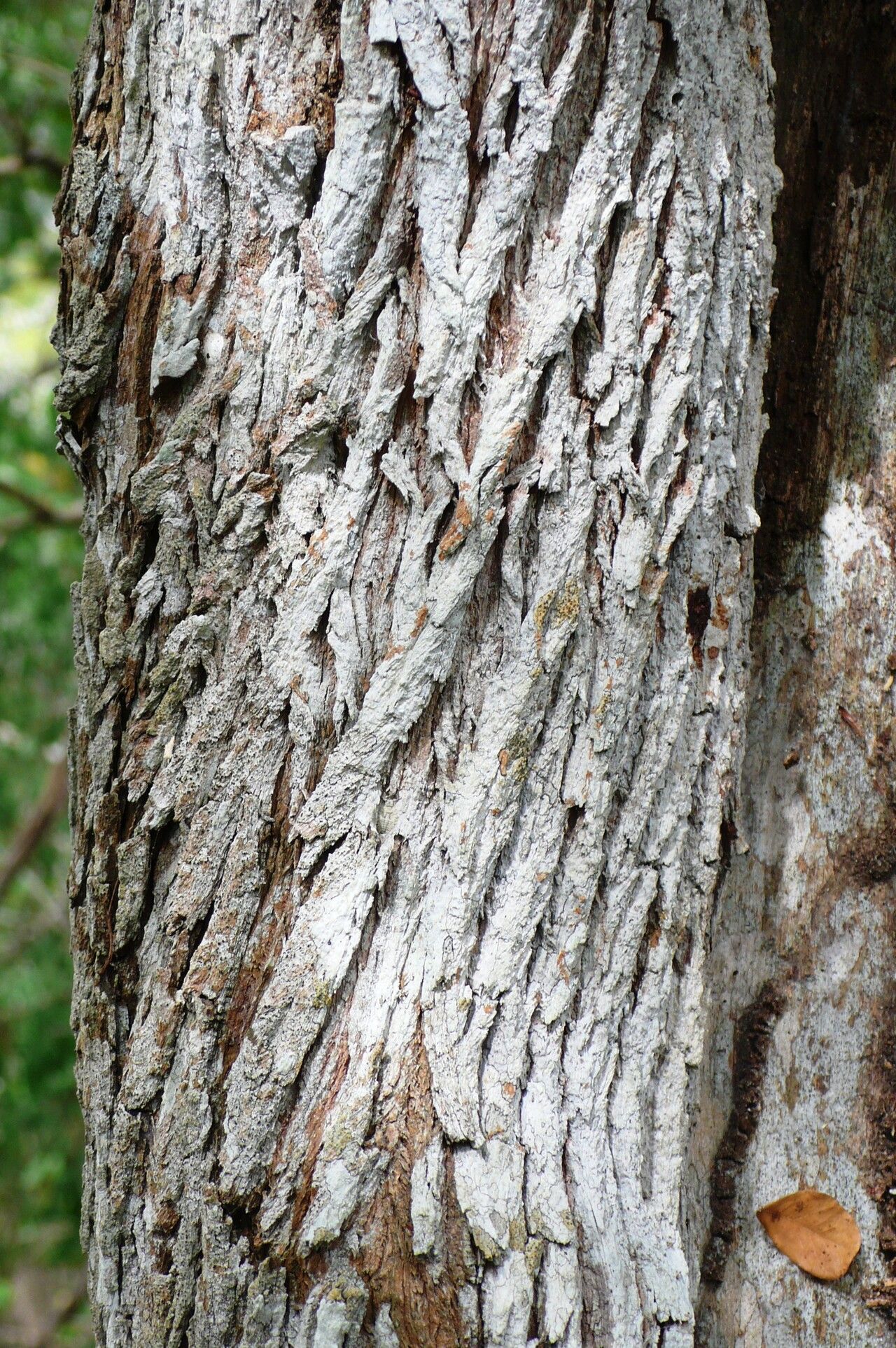 Morisonia longifolia bark