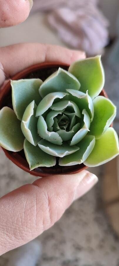 Echeveria strictiflora — search result for 'Echeveria'