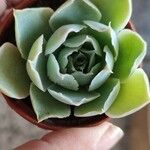 Echeveria strictiflora