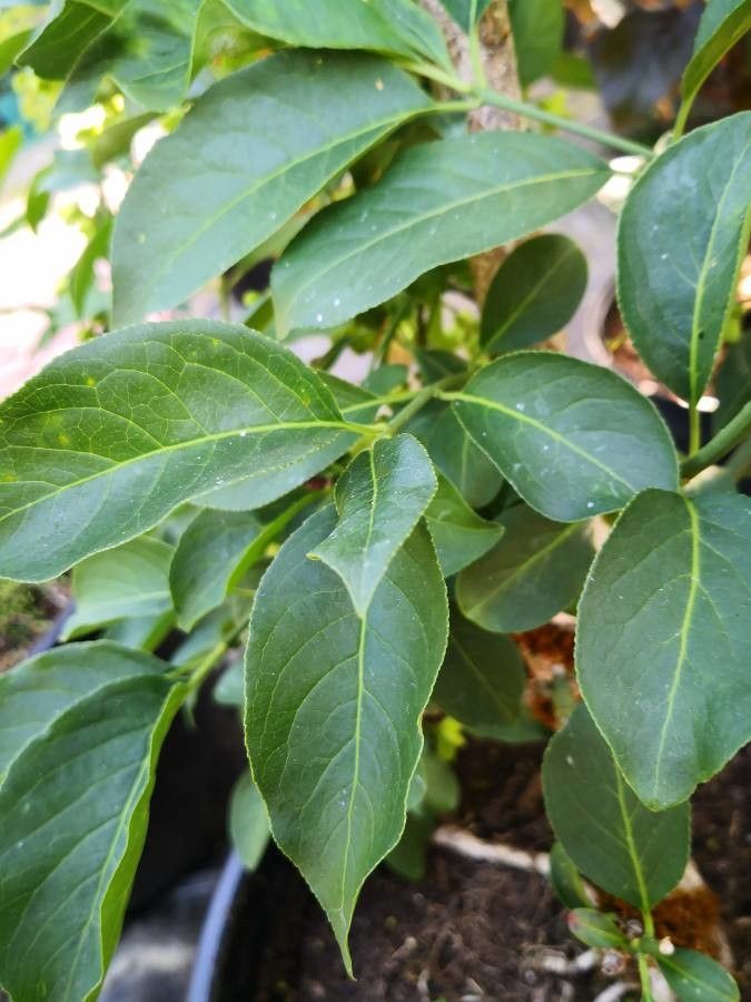Euonymus sachalinensis leaf