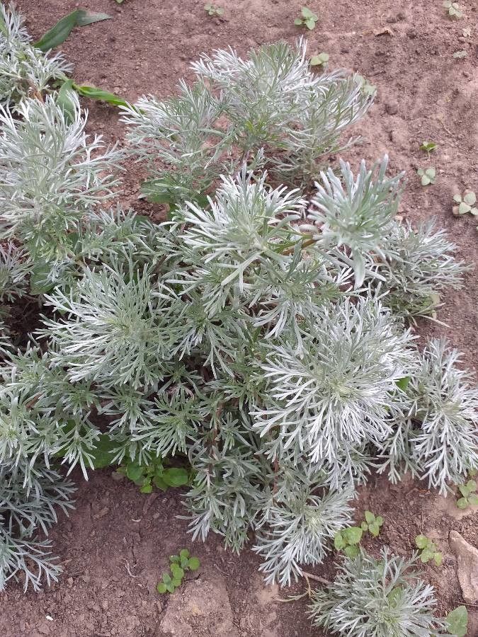 Artemisia schmidtiana habit