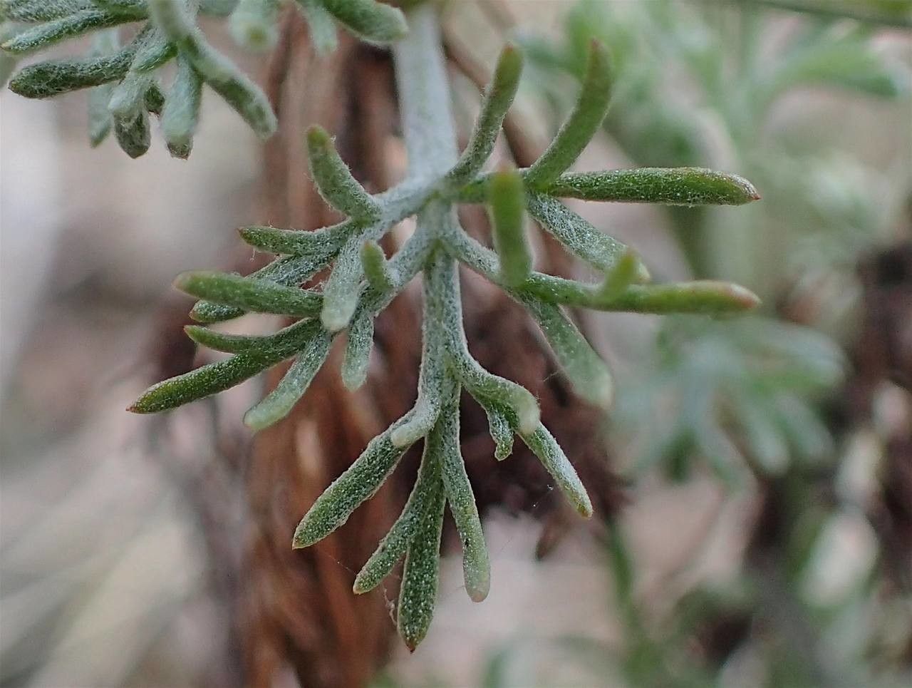 Artemisia alba fruit