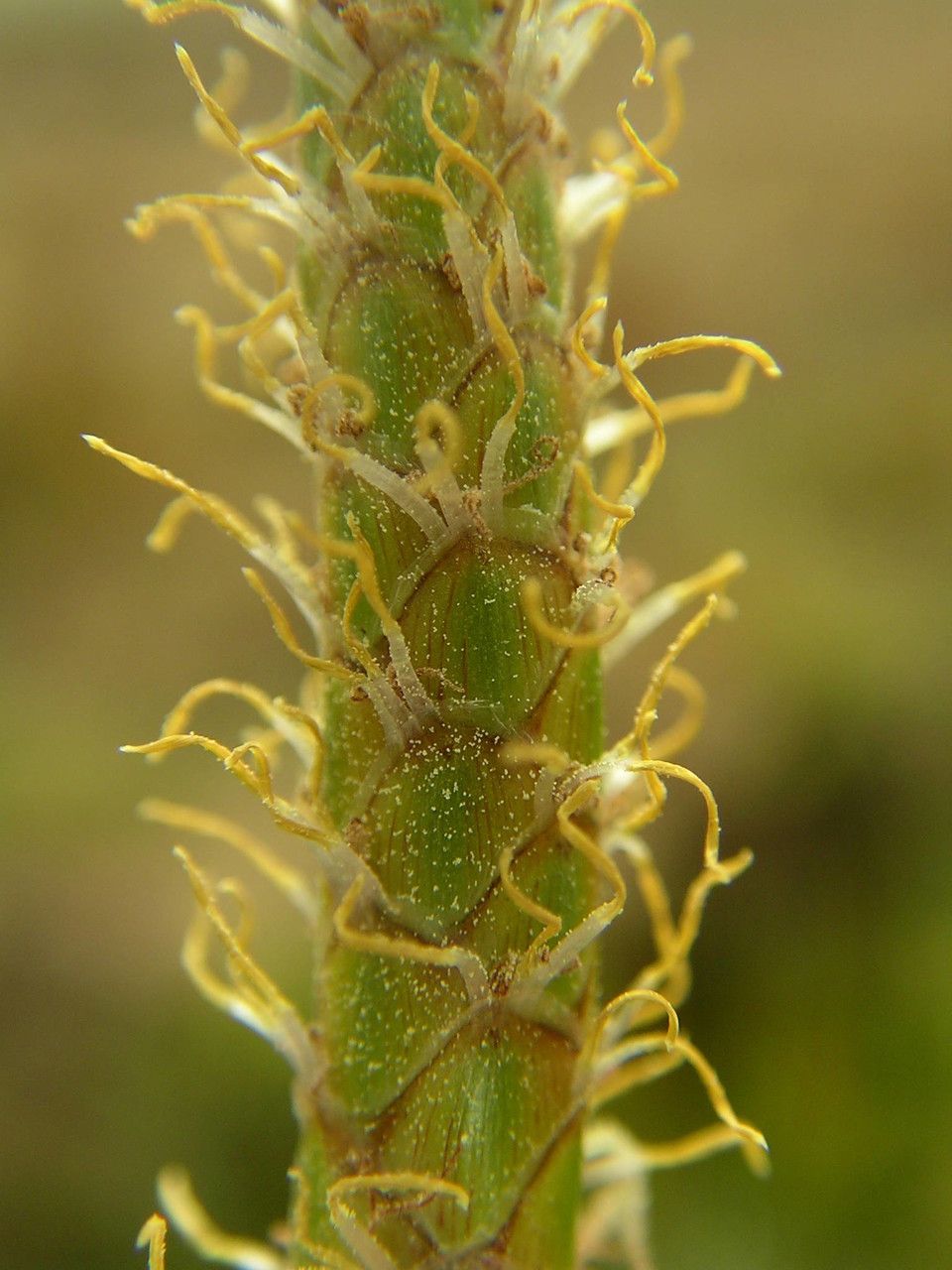 Eleocharis decoriglumis fruit
