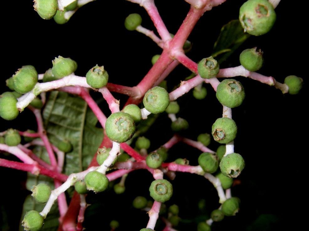 Miconia appendiculata fruit