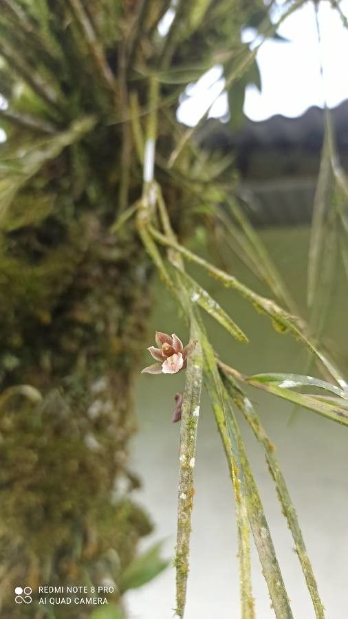 Scaphyglottis reflexa — houseplant care guide