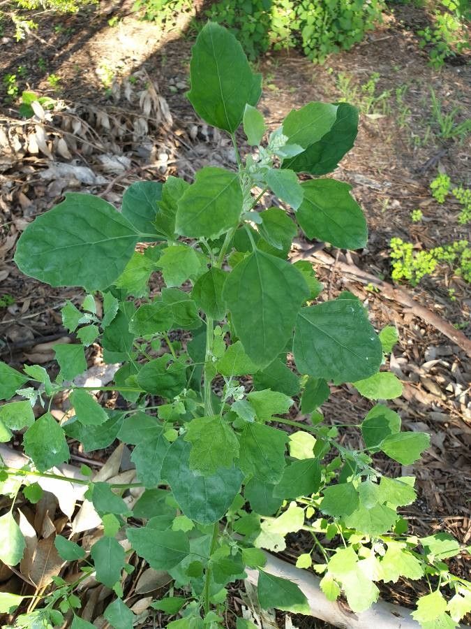 Blitum virgatum leaf