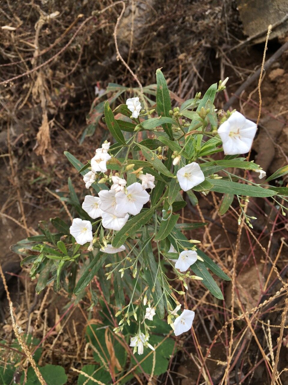 Convolvulus floridus flower