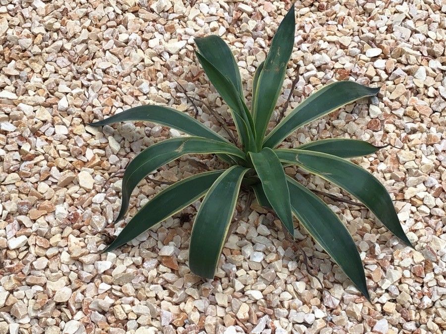 Agave desmettiana