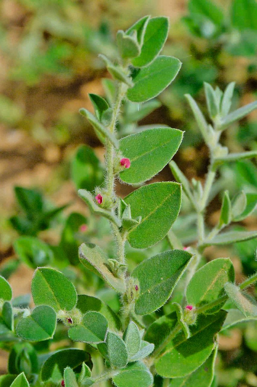 Indigofera cordifolia flower
