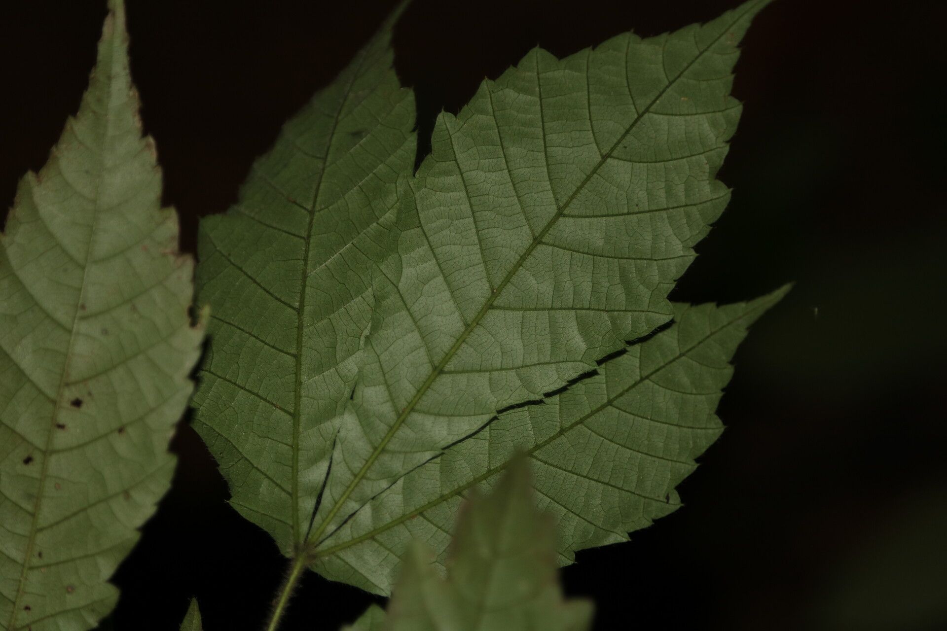Allophylus conraui leaf