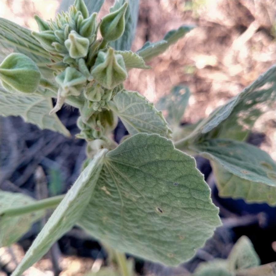 Abutilon pannosum leaf