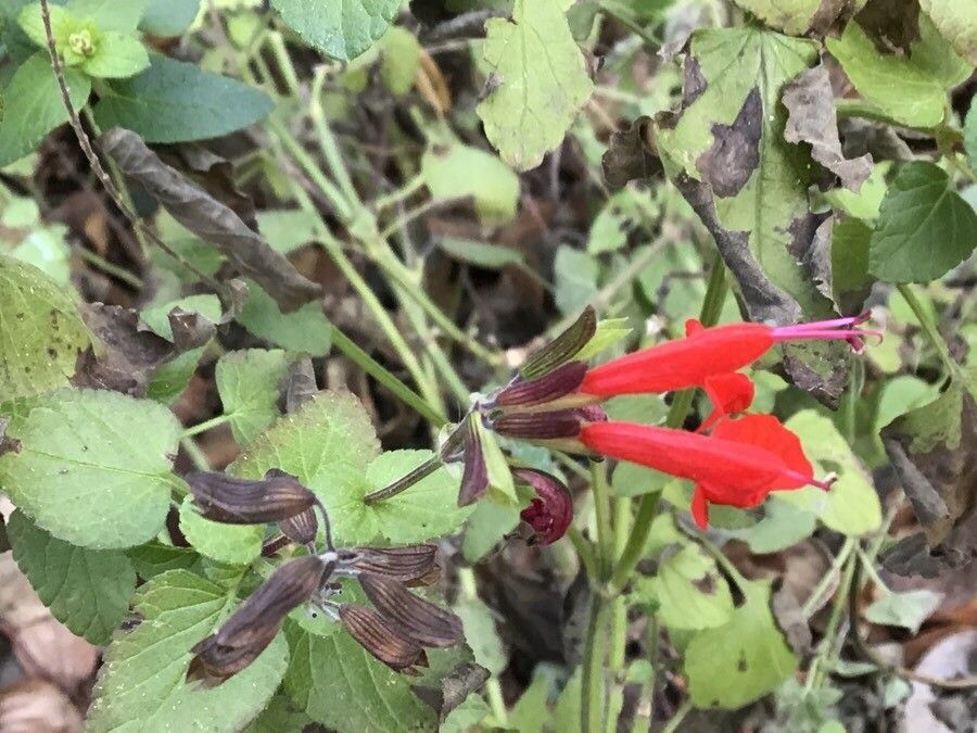 Salvia fulgens flower