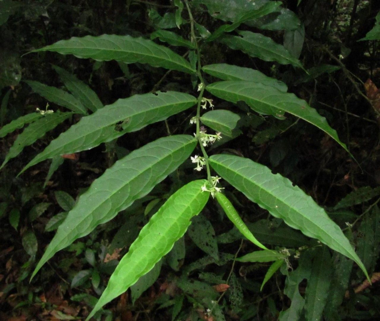 Solanum roblense — houseplant care guide