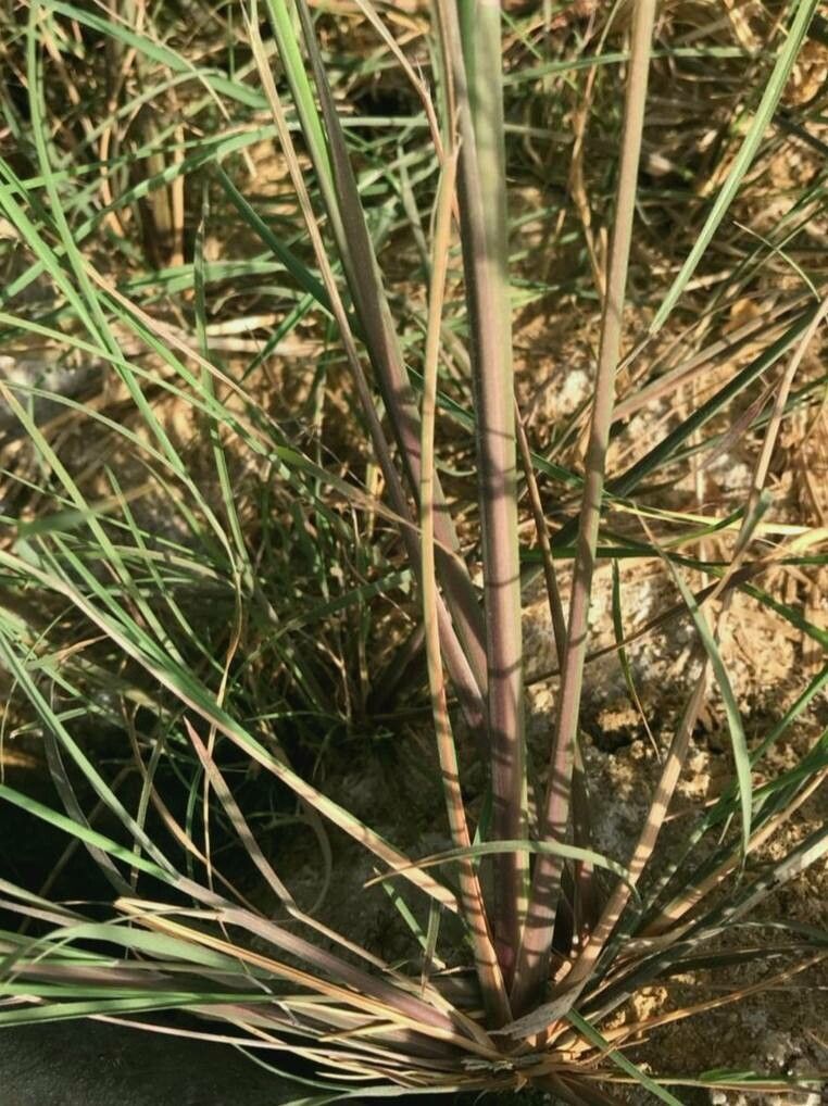 Leptochloa fusca bark