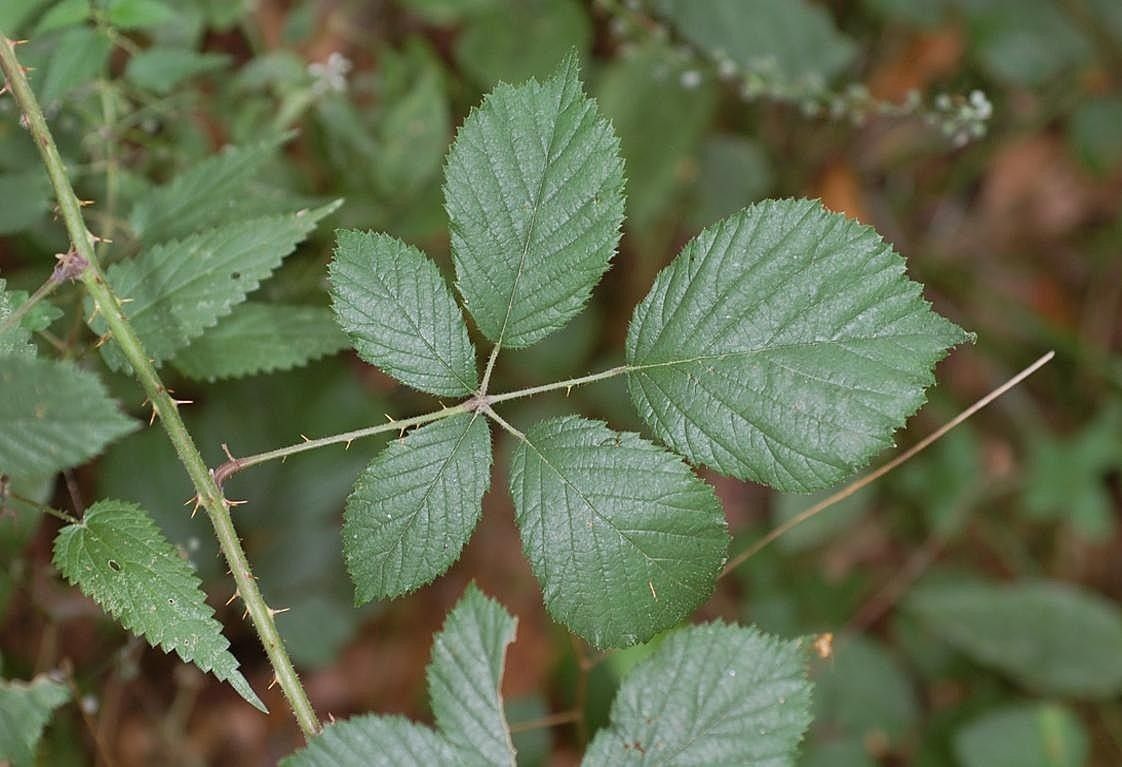 Rubus atrovirens leaf