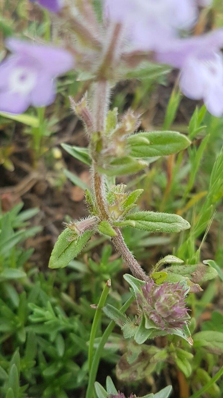 Clinopodium acinos leaf