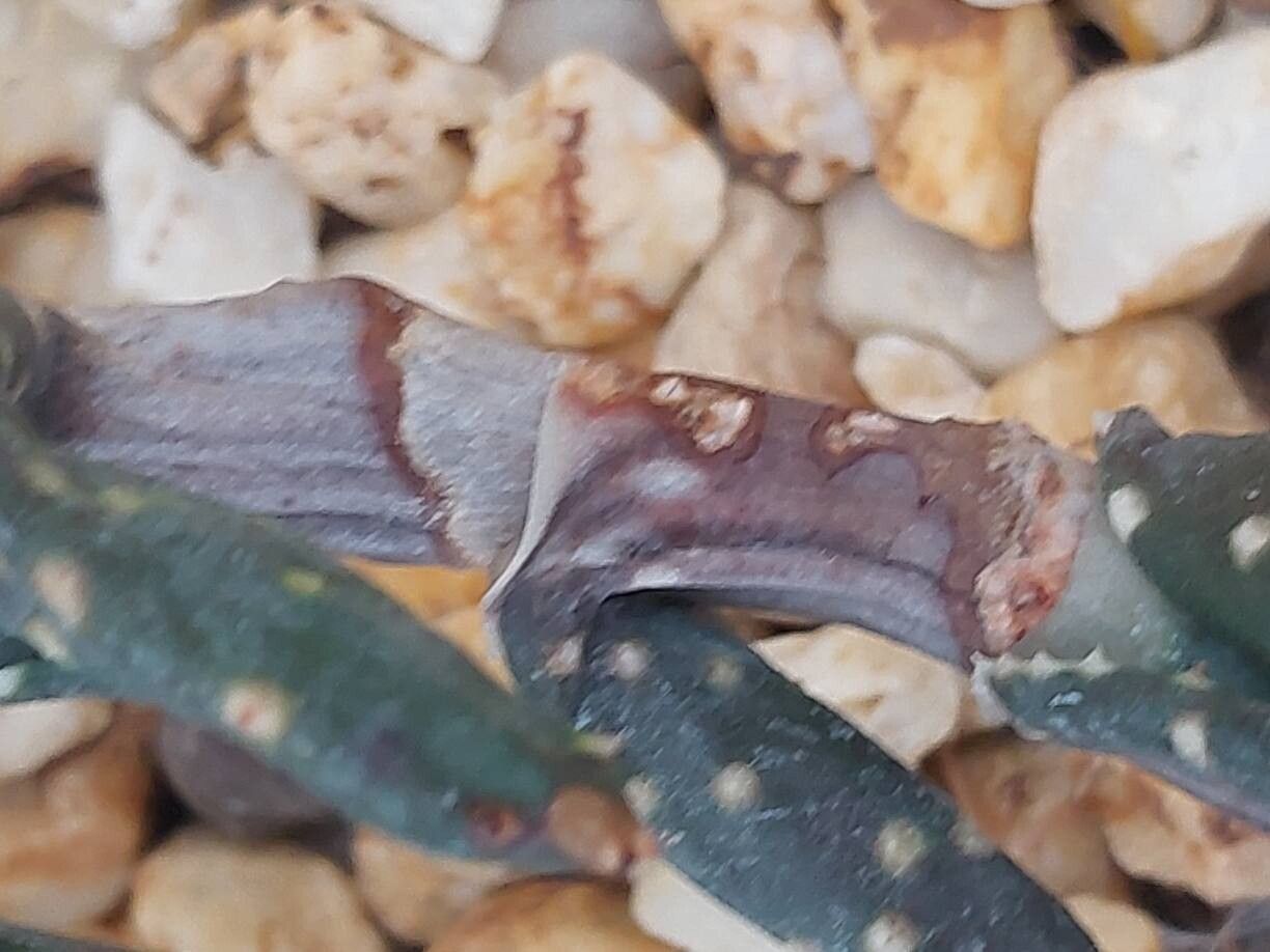 Aloe arenicola bark