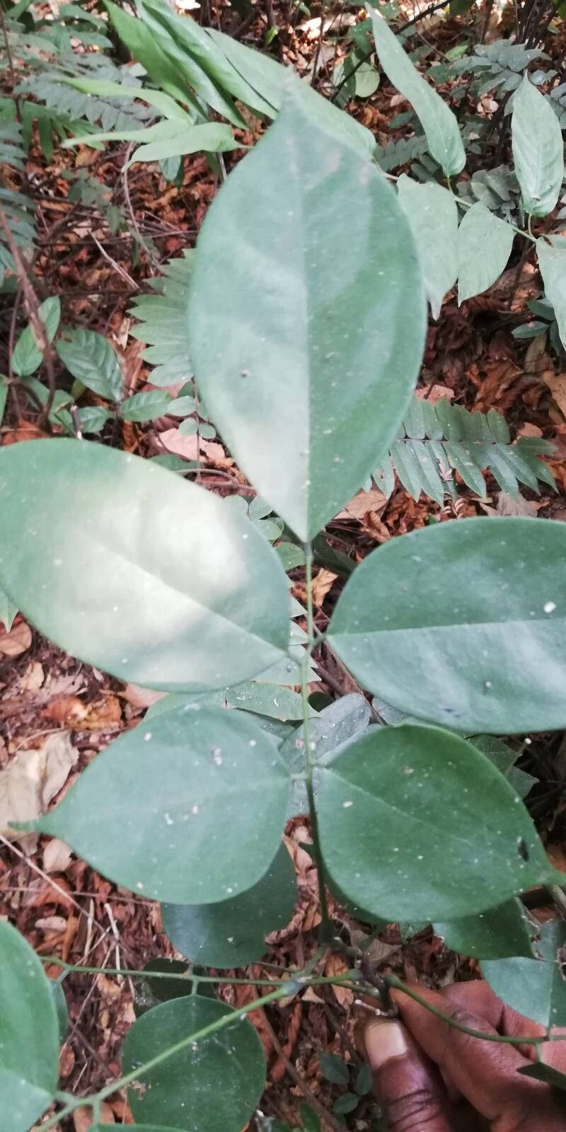 Rourea coccinea leaf