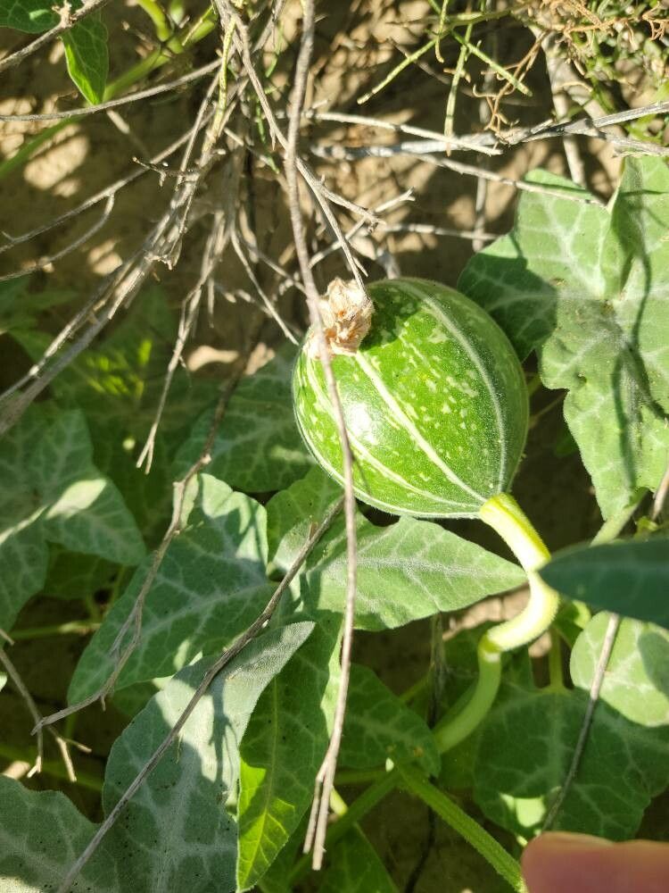 Cucurbita palmata fruit