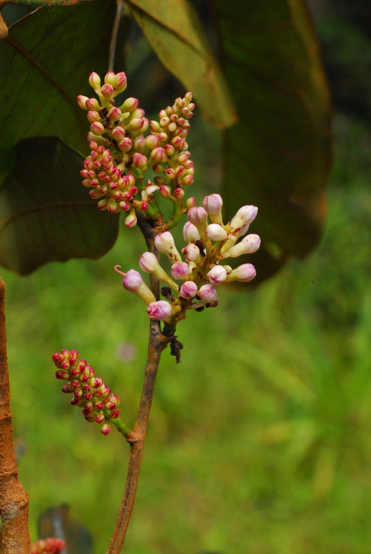 Julbernardia seretii flower