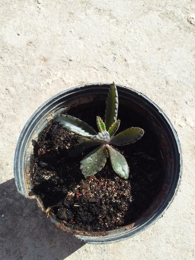 Bryophyllum × houghtonii — search result for 'Kalanchoe'