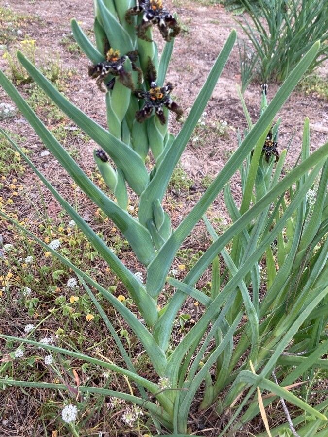 Ferraria crispa habit