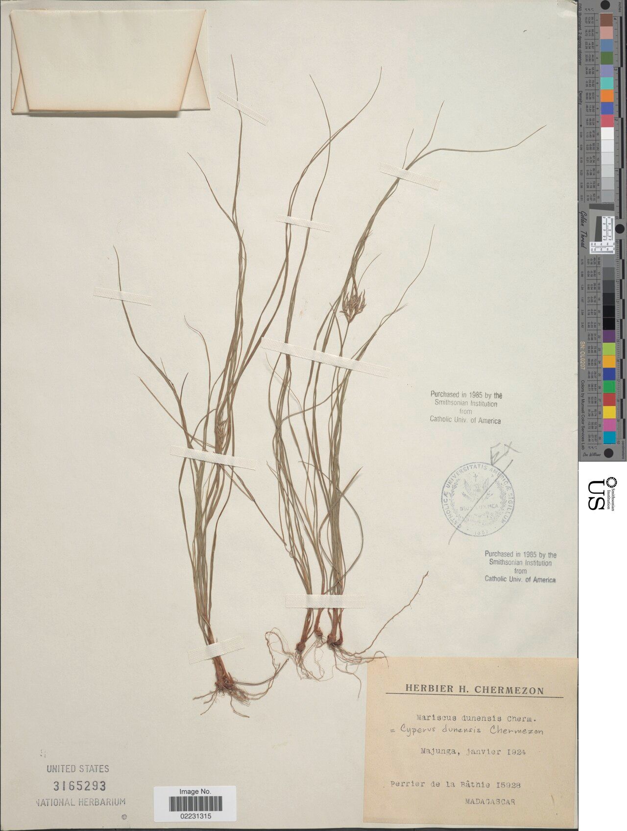 Cyperus dunensis — houseplant care guide