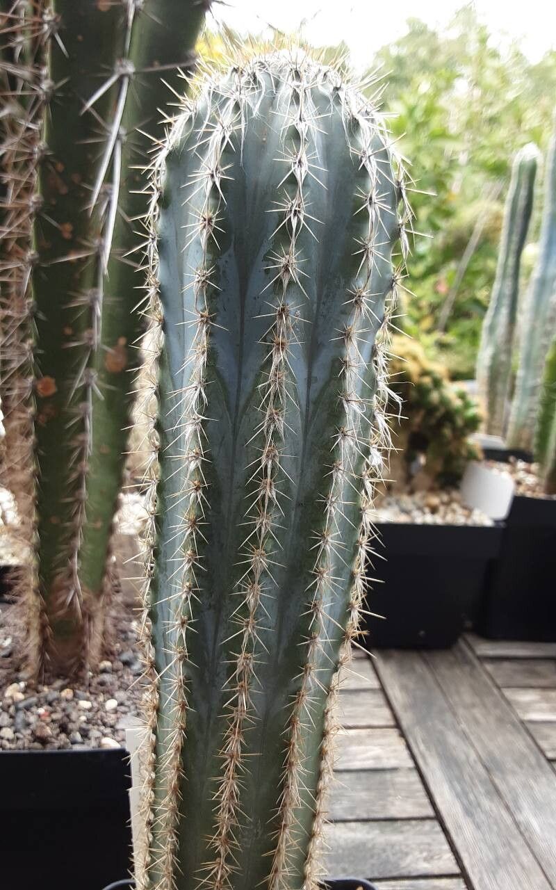 Pilosocereus alensis habit