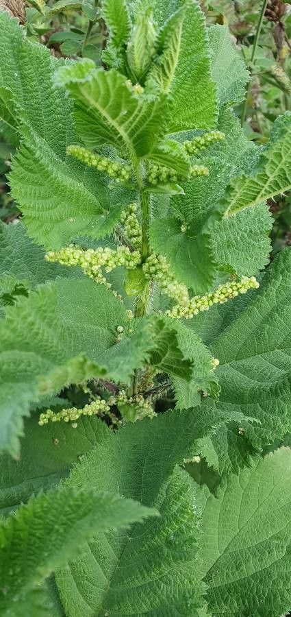 Urtica massaica flower