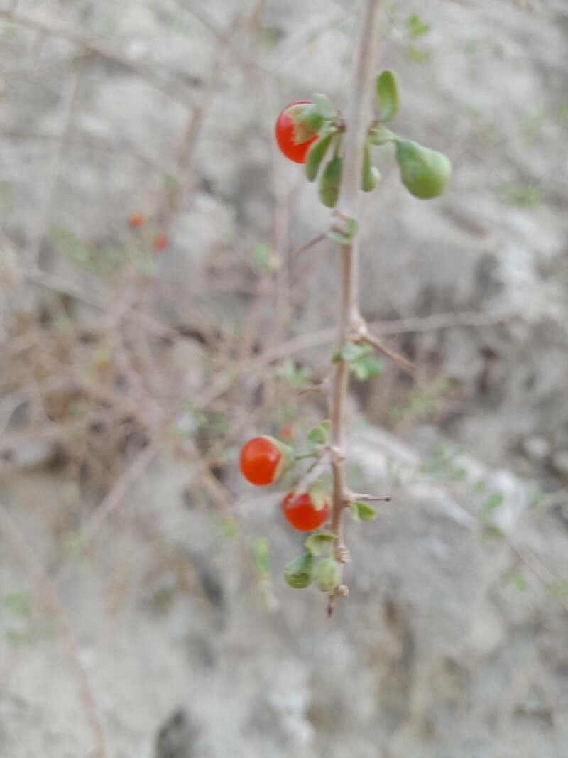 Lycium depressum fruit