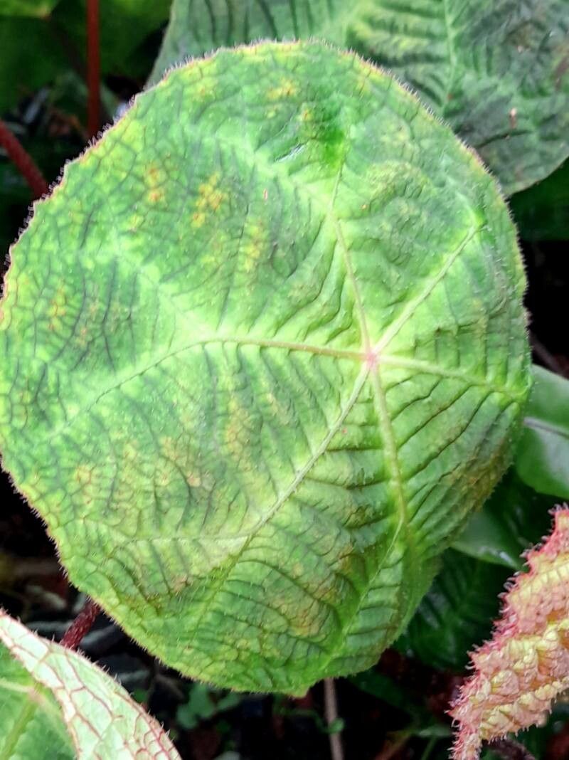 Begonia umbraculifolia — houseplant care guide