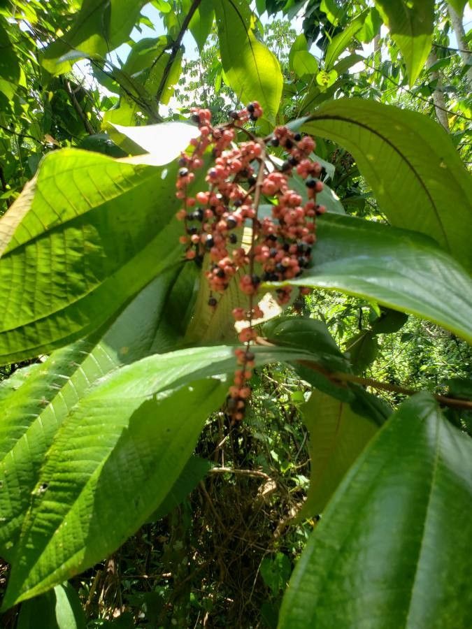 Miconia trinervia — houseplant care guide