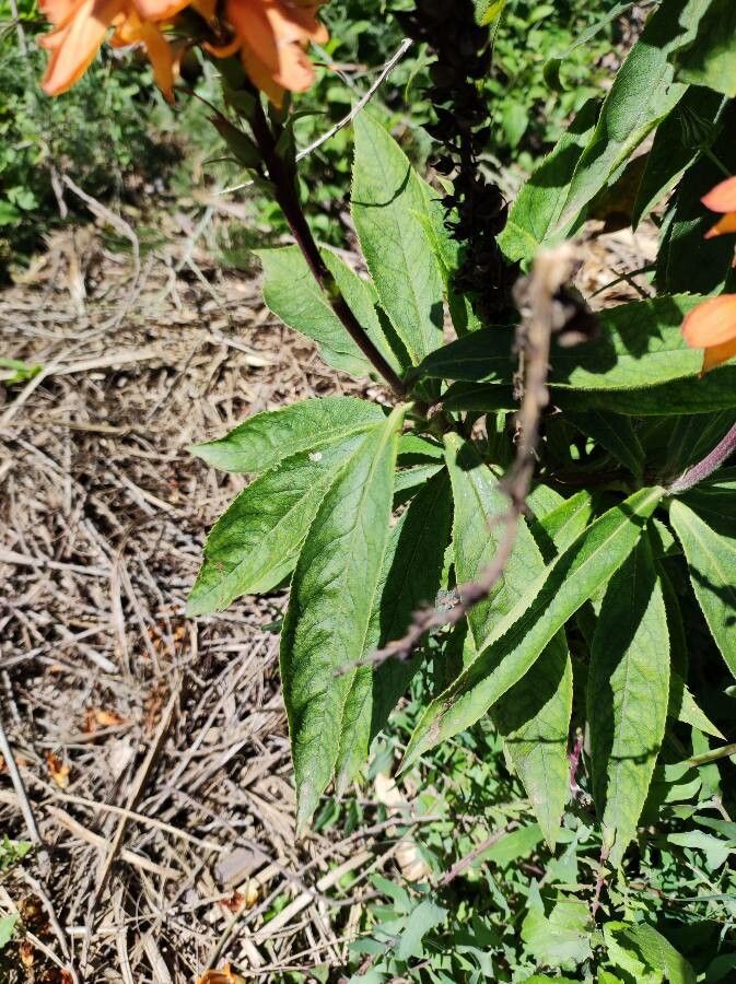 Digitalis isabelliana leaf